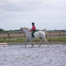 Dansk Varmblod R.I.P Lee-løgum Høm