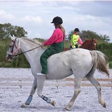 Dansk Varmblod R.I.P Lee-løgum Høm