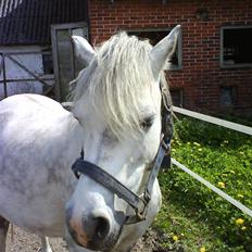 Welsh Mountain (sec A) Maylie Melissa - solgt