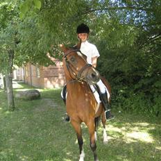 Hollandsk Sportspony Joy/Sanne