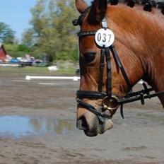 Hollandsk Sportspony Joy/Sanne
