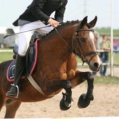 Hollandsk Sportspony Joy/Sanne