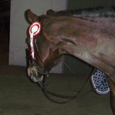 Anden særlig race Tiffani