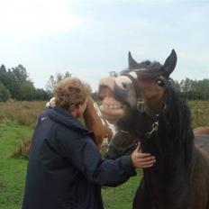 Welsh Cob (sec D) Arvalon Miss Marple