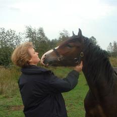 Welsh Cob (sec D) Arvalon Miss Marple