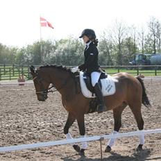 New Forest lazlos joke