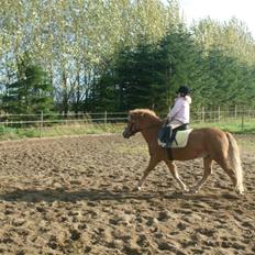 Welsh Pony af Cob-type (sec C) Rafa-L