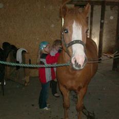 Welsh Pony af Cob-type (sec C) Rafa-L