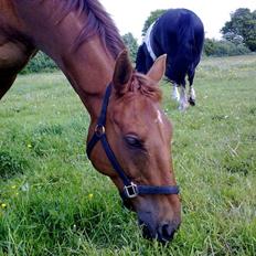 Anden særlig race Fabian