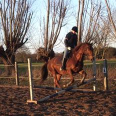 Anden særlig race Fabian