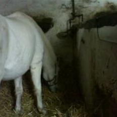 Pinto Charming Lady<3 Solgt :'(