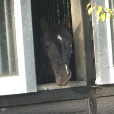 Anden særlig race Just Ebony