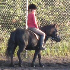 Shetlænder King Kong <3