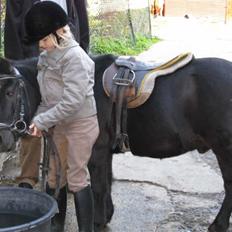 Shetlænder King Kong <3