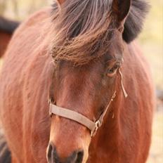 Anden særlig race Jobbe