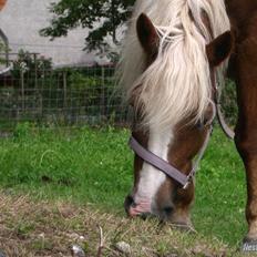 Haflinger Patrizia *SOLGT*