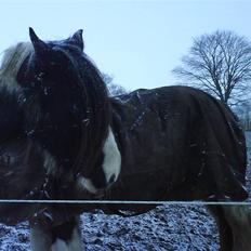 Irish Cob One Eyed Shannon