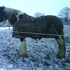 Irish Cob One Eyed Shannon