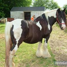 Irish Cob One Eyed Shannon