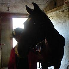 Anden særlig race Tobias (Sweety Monty)