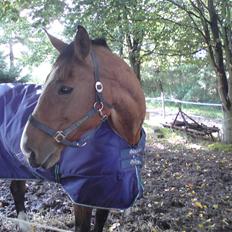 Dansk Varmblod *Remember Me* - AFLIVET 