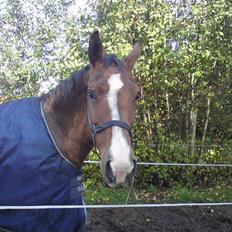 Dansk Varmblod *Remember Me* - AFLIVET 