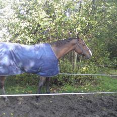 Dansk Varmblod *Remember Me* - AFLIVET 