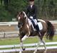 Pinto Ferdinand Bpony - Solgt -