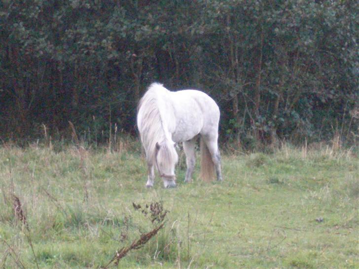 Islænder <3 Twister/Twistur <3 billede 7