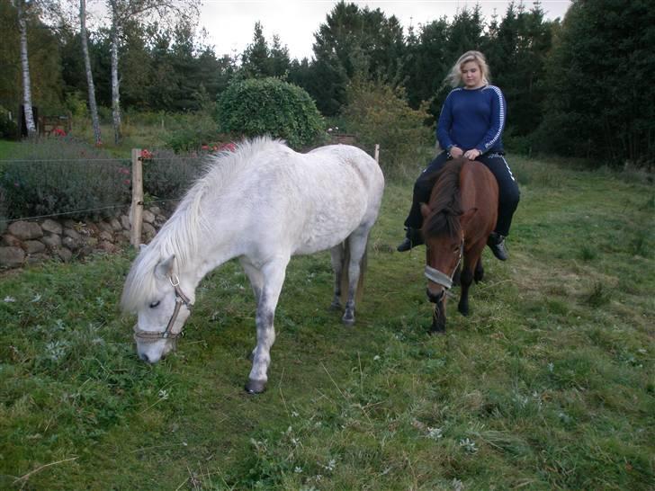 Islænder <3 Twister/Twistur <3 billede 8