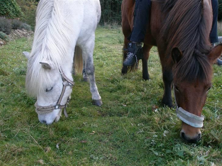 Islænder <3 Twister/Twistur <3 billede 9