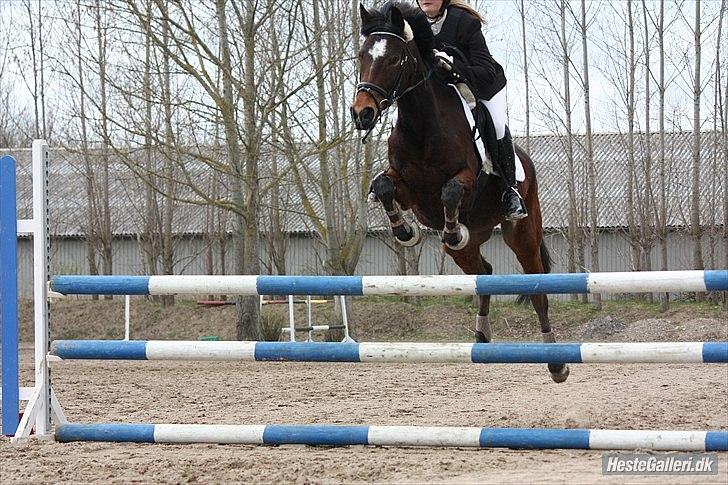 Hollandsk Sportspony Mars Marshall - LB, 1. plads :-) Foto: MBA billede 10