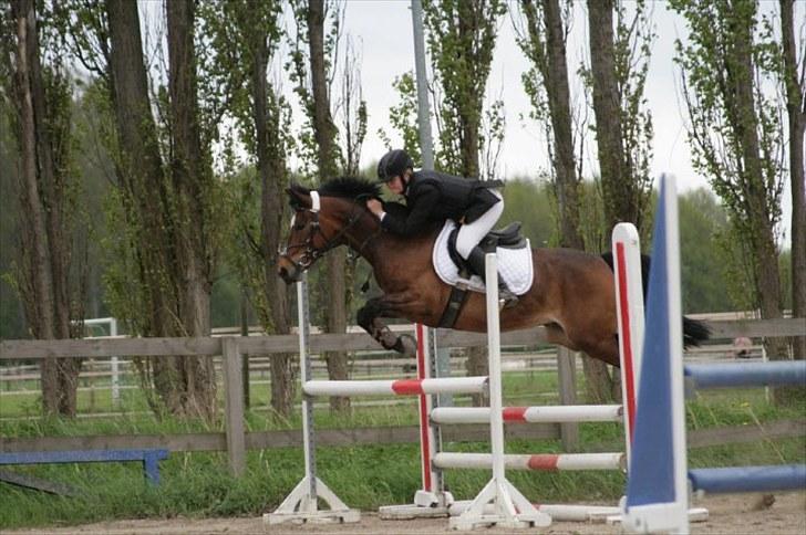 Hollandsk Sportspony Mars Marshall - LA, sløjfespring, på HVR, som vi klarede fejlfrit :-) billede 11