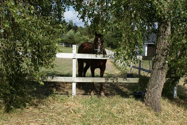 Traver Dexon - Tit tit det er bare mig billede 5