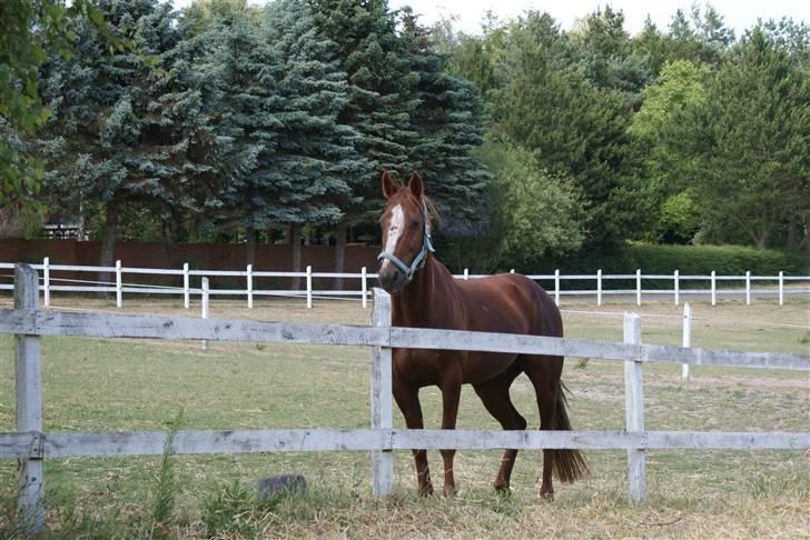 Traver Dexon - Hej tøser billede 6