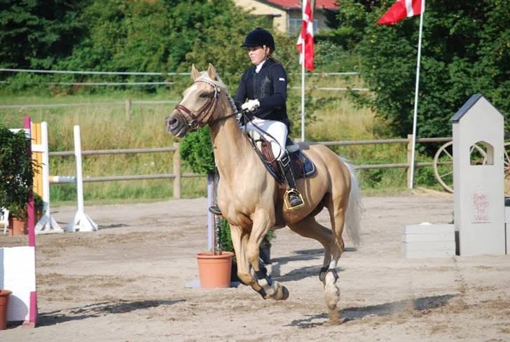 Hollandsk Sportspony - Hogewald'S Julian  - Fordi Julle er glad for det han laver :b ? . Foto: Anna billede 14