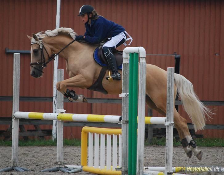 Hollandsk Sportspony - Hogewald'S Julian  - Fordi vi rider springtræning hos Kaj :b . Foto: Anna billede 15