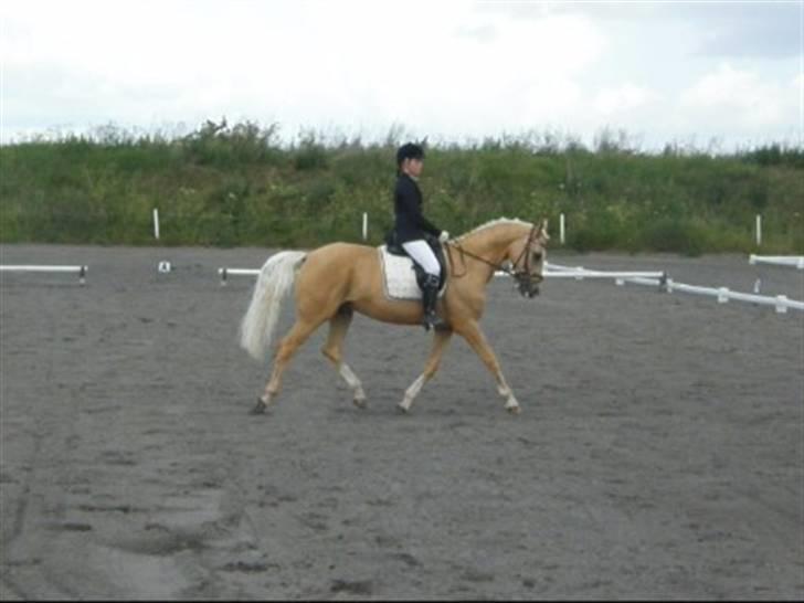 Hollandsk Sportspony - Hogewald'S Julian  - Fordi vi red dressurstævne i DSM og blev nr. 3 i LB1 :D . Foto: Far billede 17