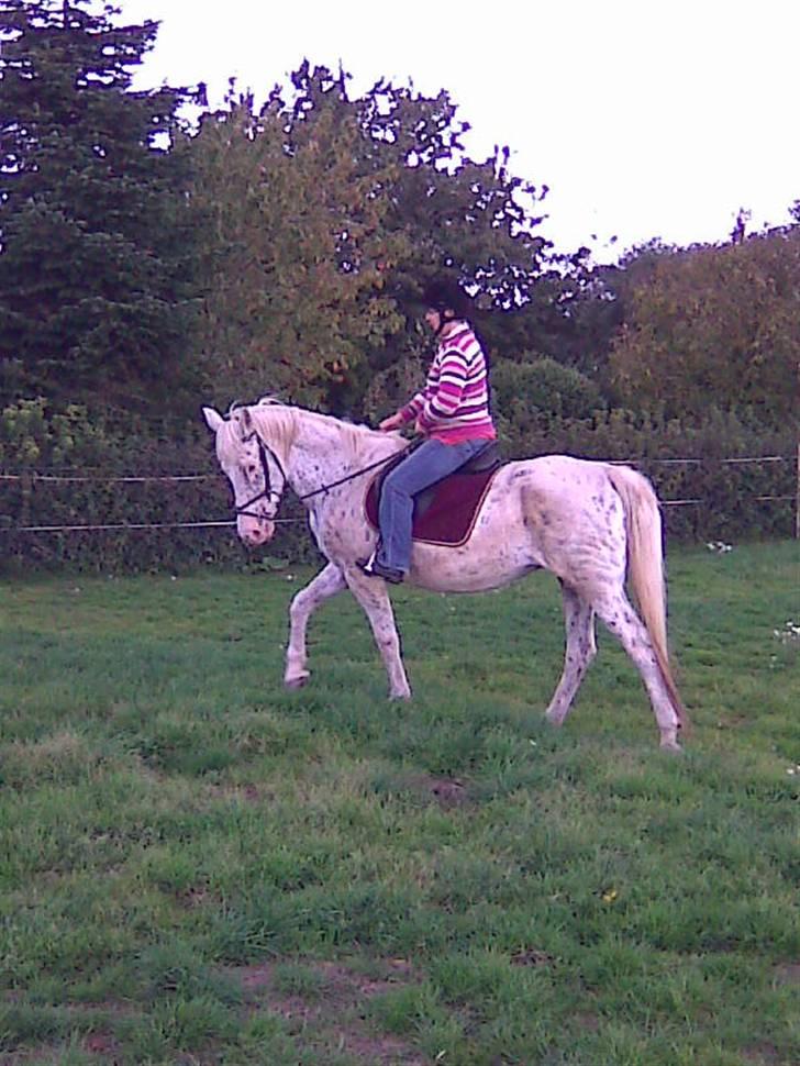 Knabstrupper Coco`s Midnight Beauty  - Karin rider den skønne Coco billede 14