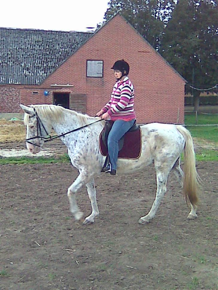 Knabstrupper Coco`s Midnight Beauty  - Karin igen på Coco billede 15