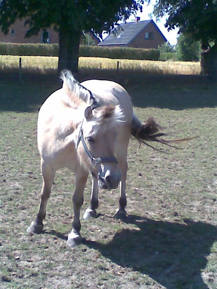 Fjordhest Fila - Den første dag hun kom hjem billede 1