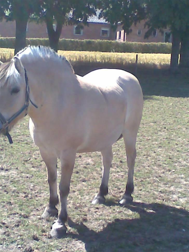 Fjordhest Fila - Fila på folden den første dag billede 2