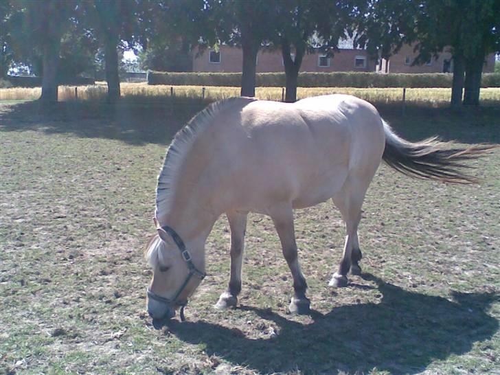 Fjordhest Fila - Fila på folden billede 5