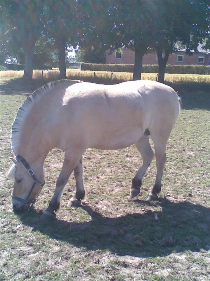 Fjordhest Fila - Fila lige efter at være kommet hjem billede 3