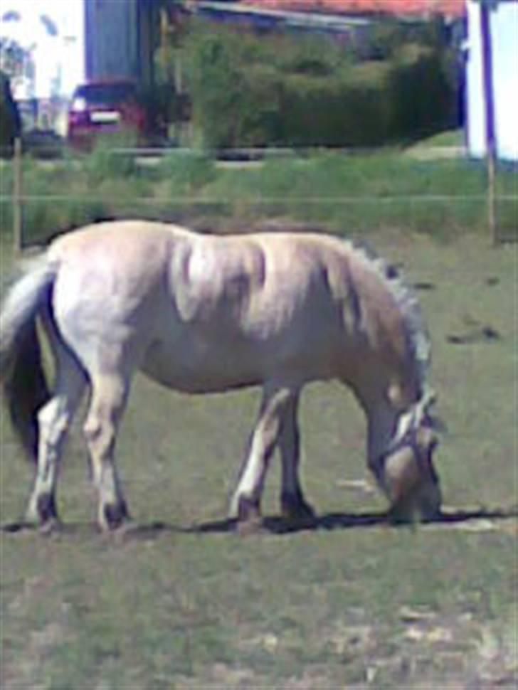 Fjordhest Fila - Fila æder efter køreturen billede 4