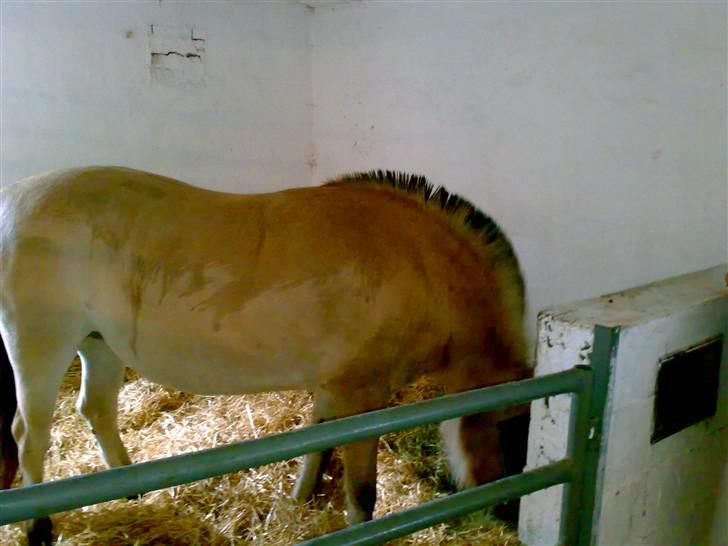 Fjordhest Fila - Fila i boksen billede 6