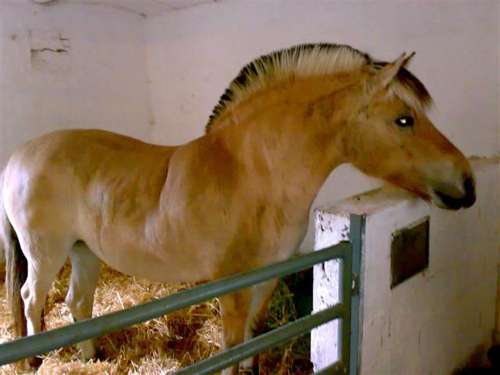 Fjordhest Fila - Fila viser hele figuren billede 7