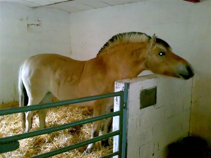 Fjordhest Fila - Fila skal lige se om man kan få lidt mad billede 8