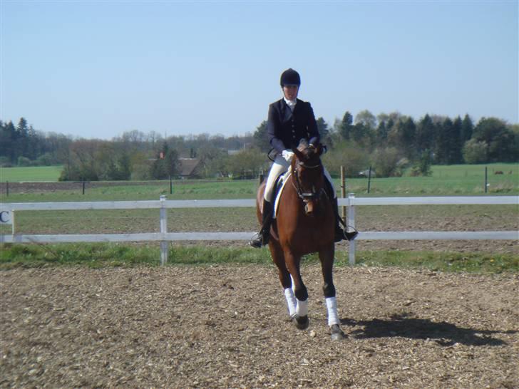 Tysk Varmblod Gentelmann Jazz billede 7