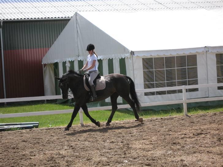 Anden særlig race Noir De Monique <3  R.I.P - så rider vi lidt dressur, det skal jo også passes;) billede 6